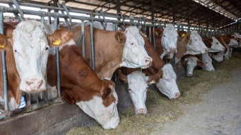 Фотография к новости: QazaqSut Дүниежүзілік симментальды тұқым федерациясына кірді