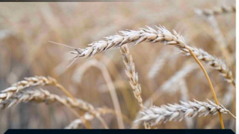 Фотография к новости: Ғалымдар «Кудесница» атты бидайдың жаңа түрін таныстырды