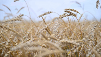 Фотография к новости: СҚО-да диқандар 1 млн тонна астықты қамбаға құйды