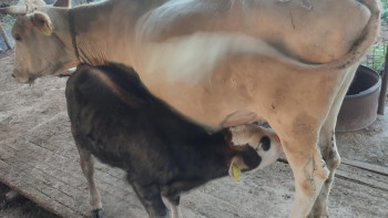 Фотография к новости: Жетісудағы кербұлақтықтар ауру малды өздері көміп жүр