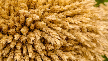 Фотография к новости: Қыркүйекте 1,5 есе көп астық бастырылды