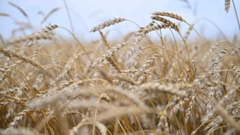 Фотография к новости: Ресейден Қазақстанға 8 вагон бидай кіргізбек болғандардың жолы кесілді