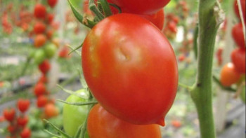 Фотография к новости: Екібастұзда белгісіз вирусқа байланысты карантин енгізілді