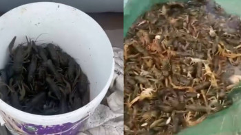 Фотография к новости: Ақтөбе облысында екі күдікті 45 келіге жуық шаянды заңсыз аулаған