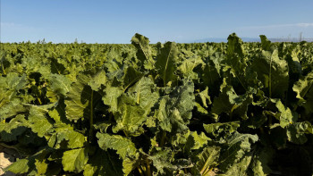 Фотография к новости: Жетісу жүз тонна қант өндіре ала ма?