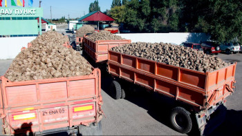 Фотография к новости: Жетісу облысындағы Ақсу, Көксу қант зауыттары қант қызылшасын қабылдауды бастады