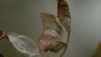 Фотография к новости: Алдағы уақытта үсік жүреді