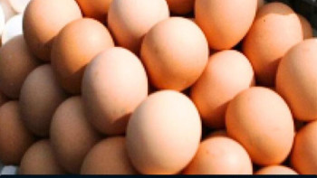 Фотография к новости: Елімізде мерзімі ұзақ сақталатын жұмыртқа өндіретін алғашқы зауыт салынады