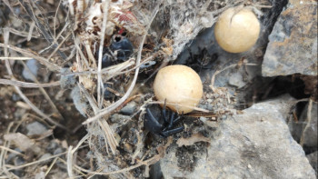 Фотография к новости: Қарақұртпен күрес. 150 гектар жер залалсыздандырылды