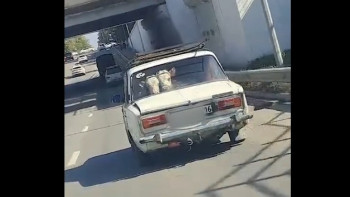 Фотография к новости: Семейлік екі сиырды жигулиіне тиеп алған