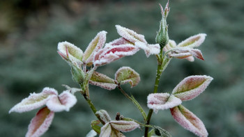 Фотография к новости: -6 градус: Бірнеше өңірде үсік жүреді