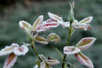 Фотография к новости: -6 градус: Бірнеше өңірде үсік жүреді