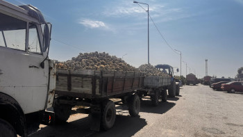 Фотография к новости: Қант қызылшасына жаңа әдіс қажет