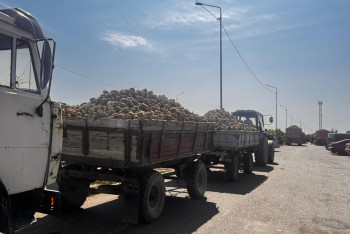 Фотография к новости: Қант қызылшасына жаңа әдіс қажет