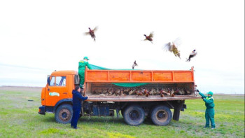 Фотография к новости: Астананың жасыл белдеуіне тағы 750 қырғауыл жіберілді