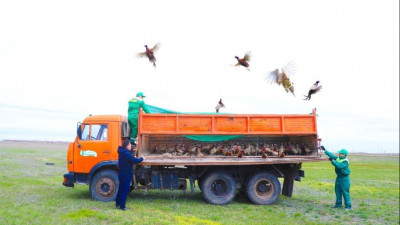 Астананың жасыл белдеуіне тағы 750 қырғауыл жіберілді