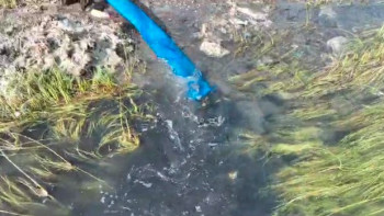 Фотография к новости: Балқаш көліне 250 мыңнан астам шабақ жіберілді