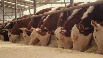 Фотография к новости: Түркістанда австралиялық мал шаруашылығы әдісін қолданатын бес жоба жүзеге асырылуда