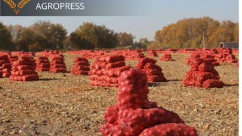 Фотография к новости: Ресейден сертификатсыз 170 тоннадан астам картоп әкелмек болғандар анықталды