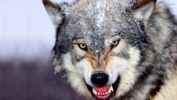 Фотография к новости: Елімізде қасқыр көбейді – Экология министрлігі