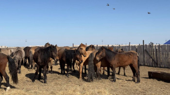 Фотография к новости: Ақтөбе облысында мал ауруларының 8 ошағы тіркелді