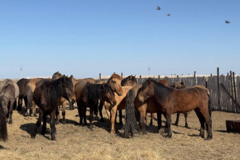 Фотография к новости: Ақтөбе облысында мал ауруларының 8 ошағы тіркелді