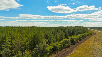 Фотография к новости: "Ертіс орманы" резерватында ағаш кесуге 5 жылға мараторий жарияланды