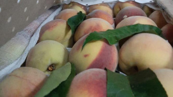 Фотография к новости: Өзбекстаннан әкелінген шабдалыдан жеміс жемірі анықталды