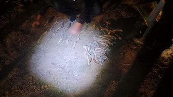 Фотография к новости: Браконьерлермен күрес: 320 киік мүйізі мен 2 қару тәркіленді