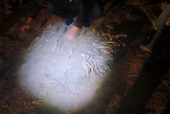 Фотография к новости: Браконьерлермен күрес: 320 киік мүйізі мен 2 қару тәркіленді