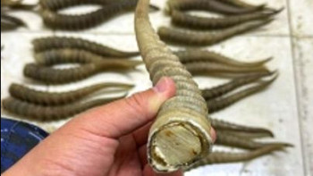 Фотография к новости: Қазақстаннан Өзбекстанға жабайы фауна объектілерін экспорттау әрекеті тоқтатылды