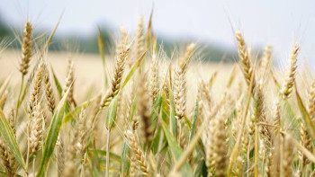 Фотография к новости: Соңғы үш жылда Қытайға астық экспорты 6 есеге жуық артты