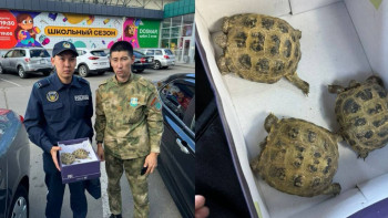 Фотография к новости: Өскеменде полицейлер Орталық Азия тасбақаларының заңсыз сатылымының жолын кесті