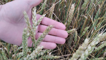 Фотография к новости: Елімізде 20 млн тонна астық бастырылды