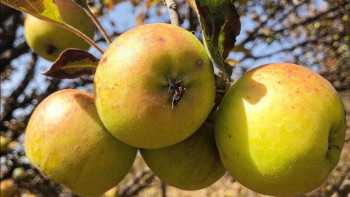 Фотография к новости: Алматыда алма ағашының сирек кездесетін түрін зерттеп, сақтайтын орталық ашылады