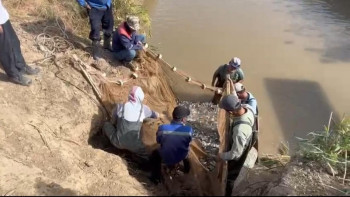 Фотография к новости: Жайық-Каспий бассейнінде 116 млн-нан астам балық құтқарылды