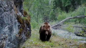 Фотография к новости: Қызыл кітапқа енген Тянь-Шань қоңыр аюы фототұзаққа түсті