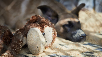 Фотография к новости: Қазақстан жануарлардың инфекциялық ауруларымен қалай күреспек