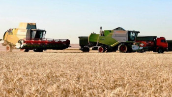 Фотография к новости: Қызылжар өңірінде 5 млн тонна астық жиналды