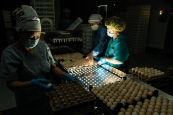 Фотография к новости: Жамбылда жылына 30 млн жұмыртқаға арналған инкубатор іске қосылды