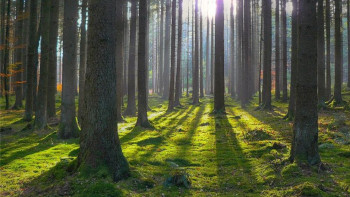 Фотография к новости: "Ертіс орманы" қорығында ағаш кесуге тыйым салынды