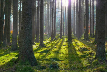 Фотография к новости: "Ертіс орманы" қорығында ағаш кесуге тыйым салынды