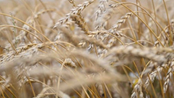 Фотография к новости: Елімізде  22,7 млн тоннадан астам астық дайындалды