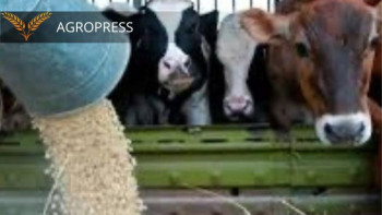 Фотография к новости: Қазақстанда 42,5 млн. тоннадан астам жем дайындалды