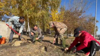 Фотография к новости: Қостанай гарнизонында тағы 30 қарағай отырғызылды