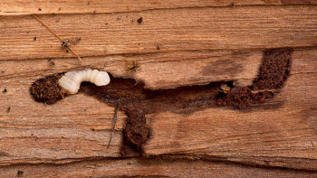 Фотография к новости: Елге Үндістаннан әкелінген 70 тоннаға жуық күріш кері қайтарылды