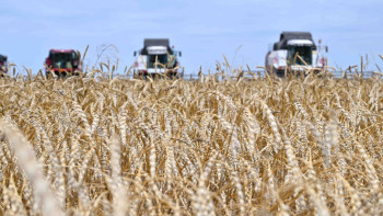 Фотография к новости: Қазақстанда 22,7 млн тоннадан астам астық дайындалды