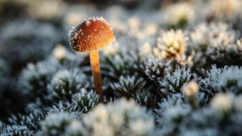 Фотография к новости: Алдағы күндері -5 градус суық болады