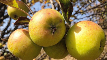 Фотография к новости: Егін жинау кезеңінде сырт елдерден алма әкелуге тыйым салынды