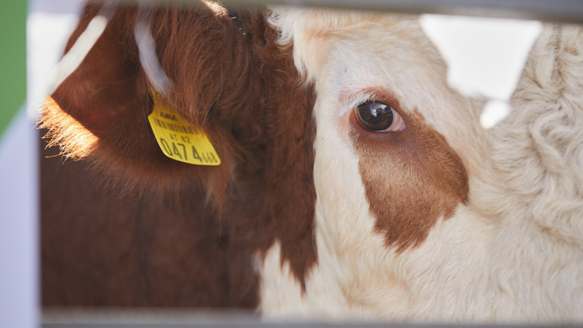  Ғазиз ШАКИРОВ  - архив